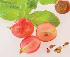 Grape Seed Oil - Silipos Gel Ingredient